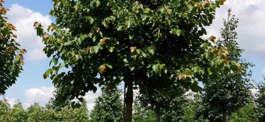 Липа европейская