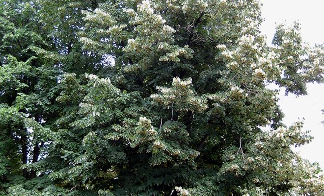 Липа маньчжурская