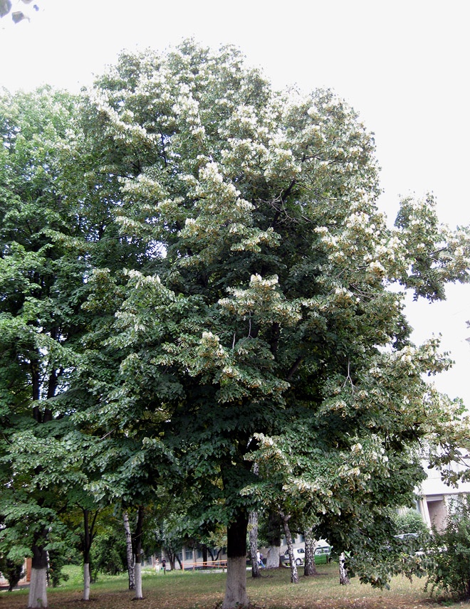 Липа маньчжурская