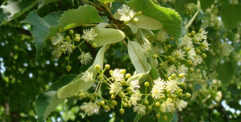 Липа опушённостолбиковая