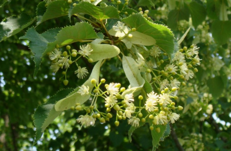 Липа опушённостолбиковая