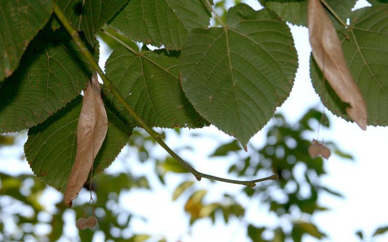 Липа опушённостолбиковая