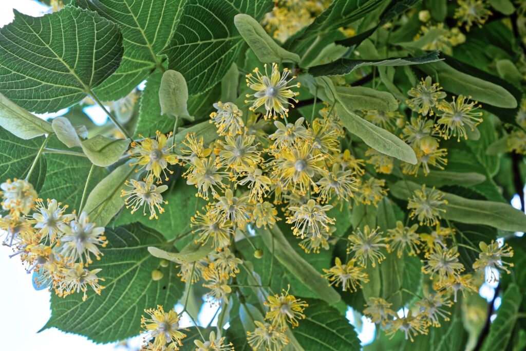 Липа сердцевидная