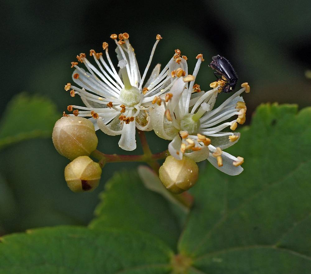 Липа сердцевидная