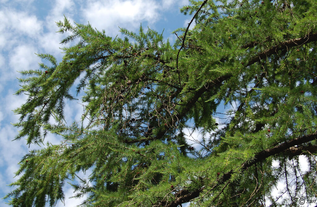 Лиственница Гмелина