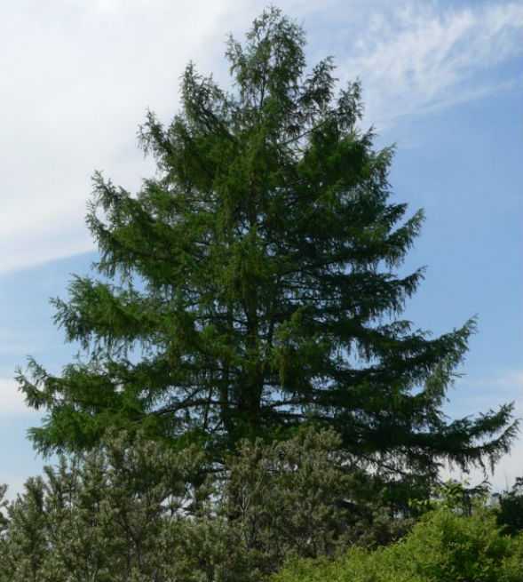 Лиственница Гмелина