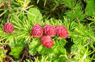 Лиственница Гмелина