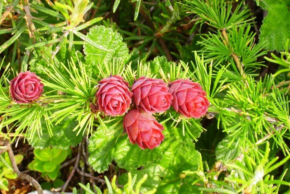 Лиственница Гмелина