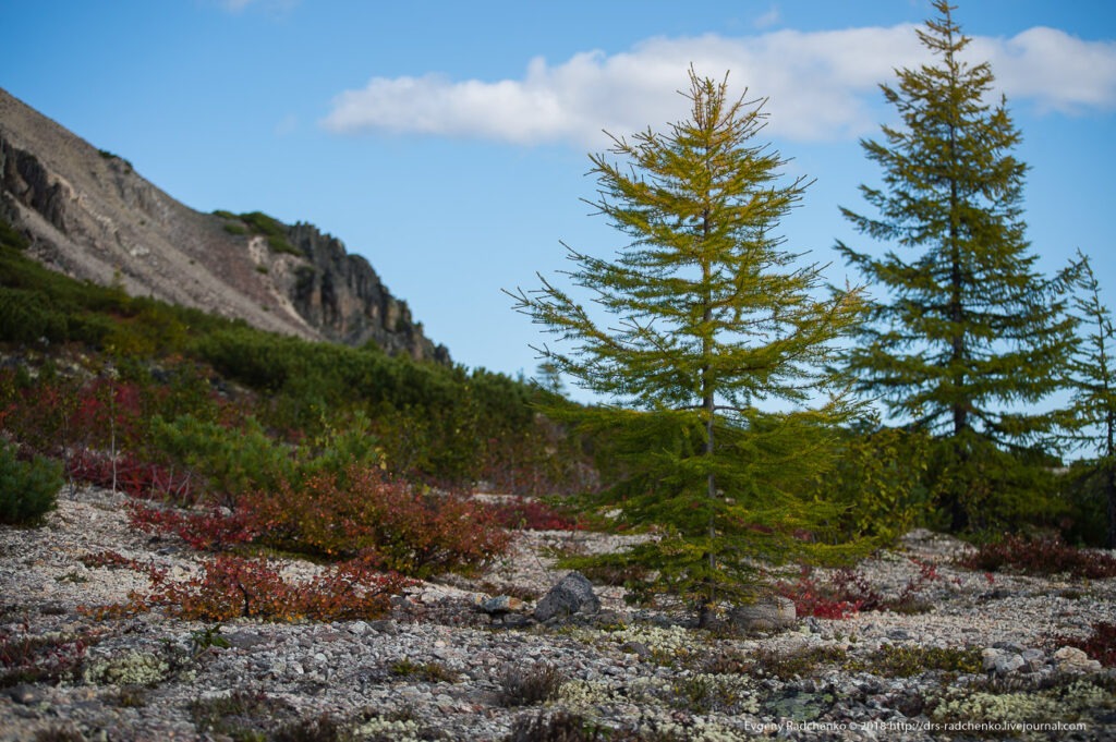 Лиственница Каяндера