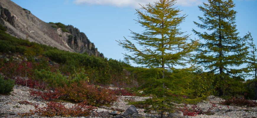 Лиственница Каяндера