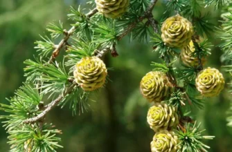 Лиственница Кемпфера