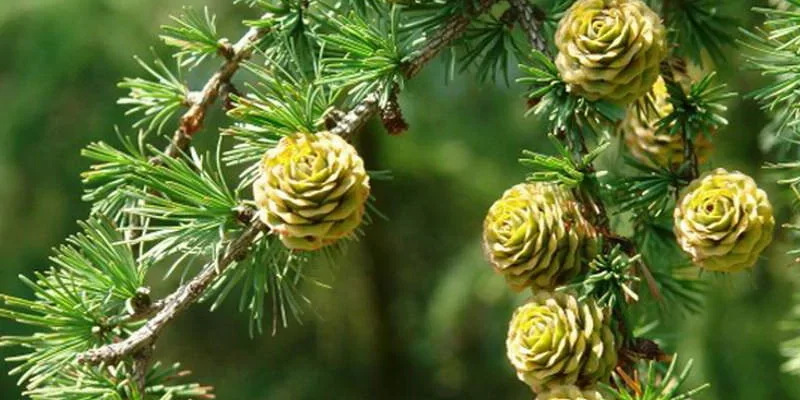 Лиственница Кемпфера