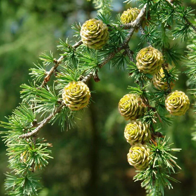 Лиственница Кемпфера