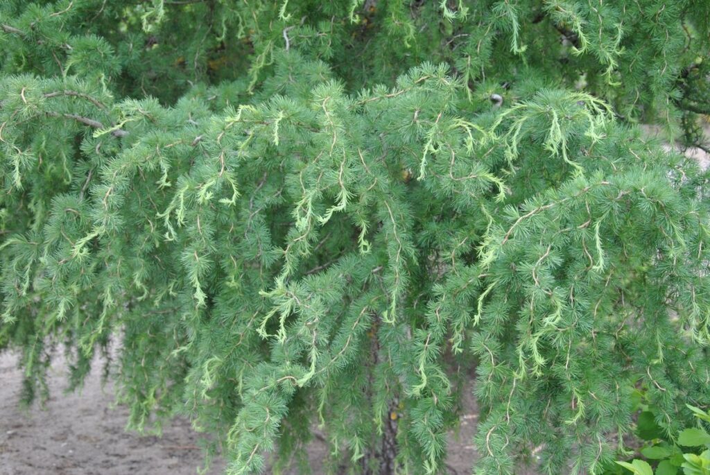 Лиственница Кемпфера