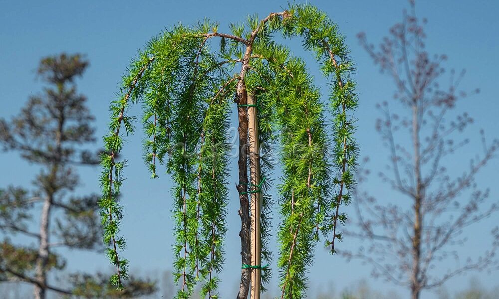 Лиственница Кемпфера