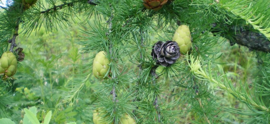 Лиственница Любарского