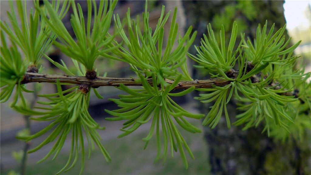 Лиственница Миддендорфа