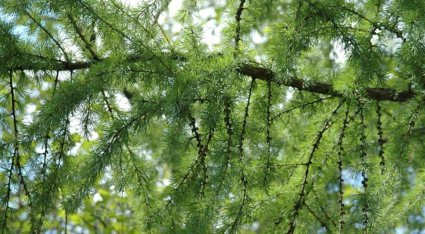 Лиственница Миддендорфа