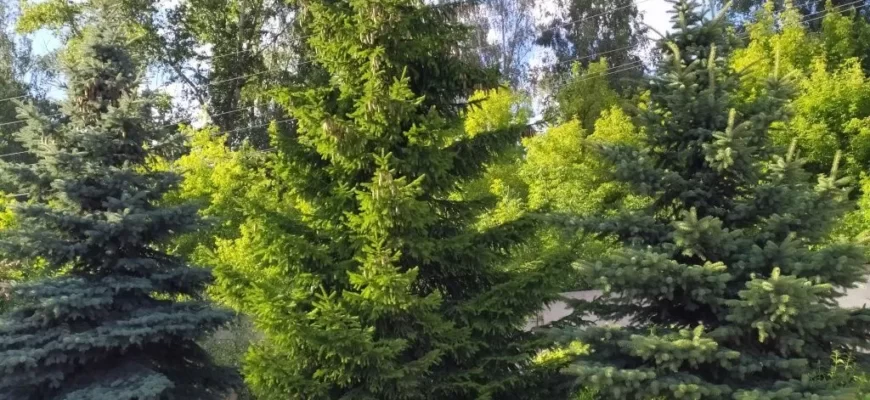 Лиственница амурская