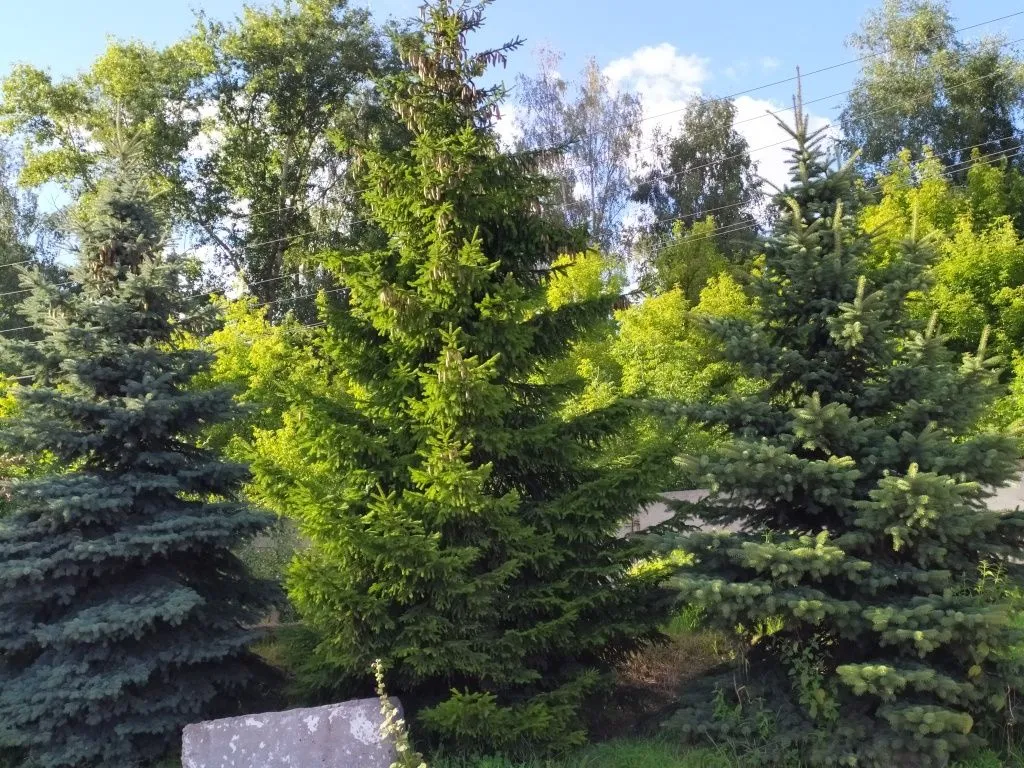 Лиственница амурская