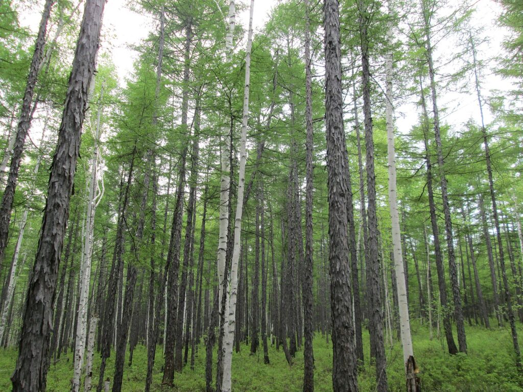 Лиственница амурская