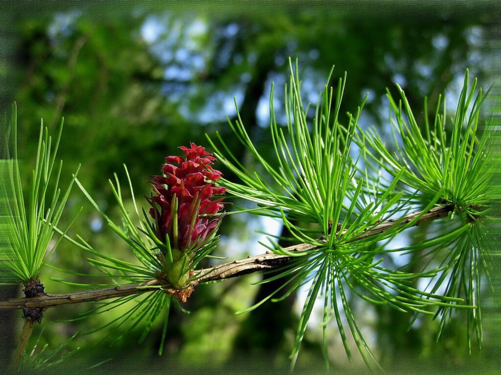 Лиственница амурская