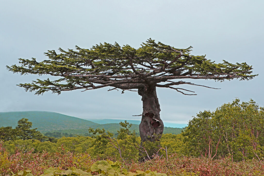 Лиственница курильская