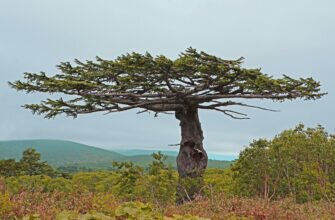 Лиственница курильская