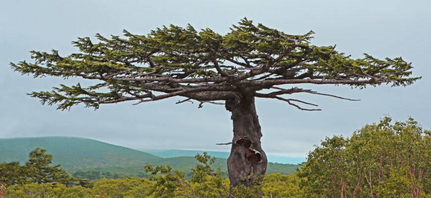 Лиственница курильская