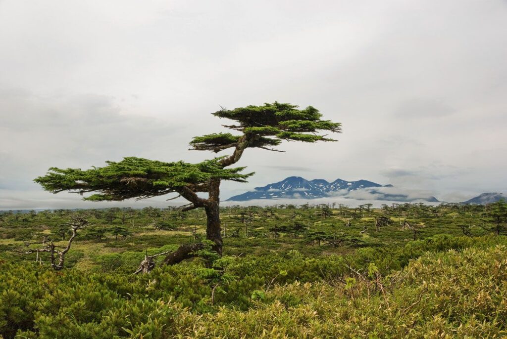 Лиственница курильская