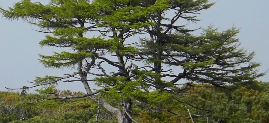 Лиственница охотская