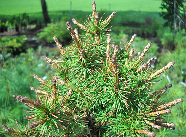 Лиственница ольгинская