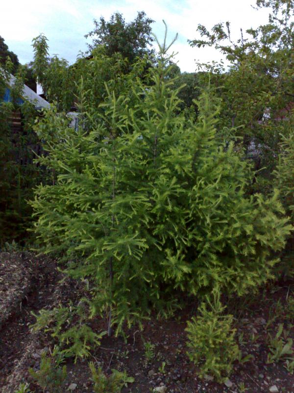 Лиственница ольгинская