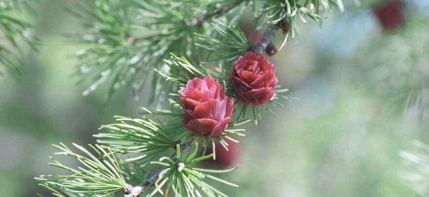 Лиственница ольгинская