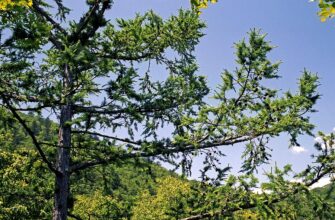 Лиственница приморская