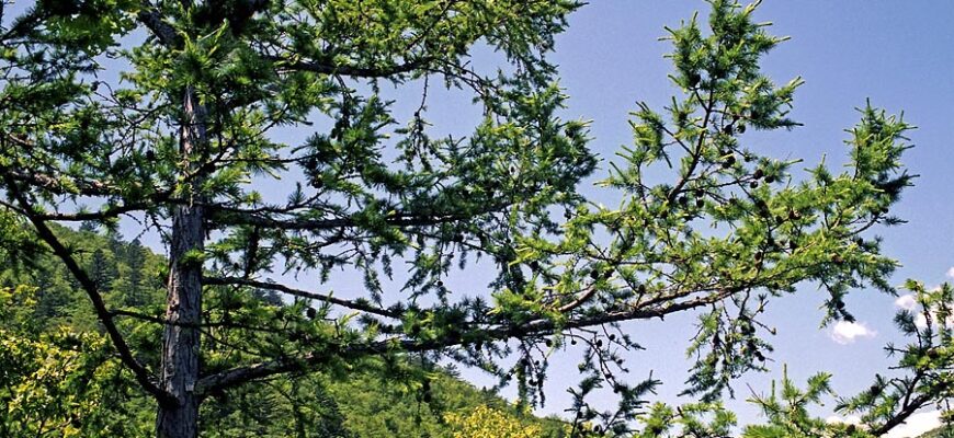 Лиственница приморская