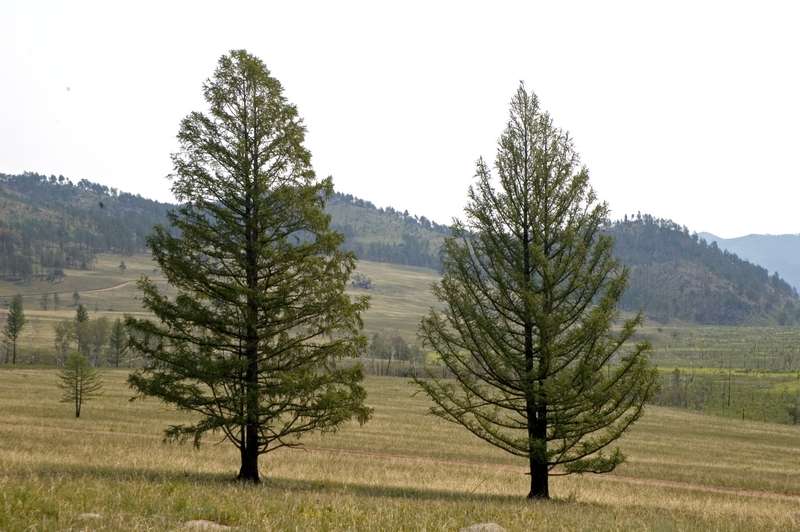 Лиственница сибирская