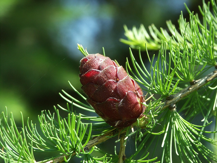 Лиственница сибирская