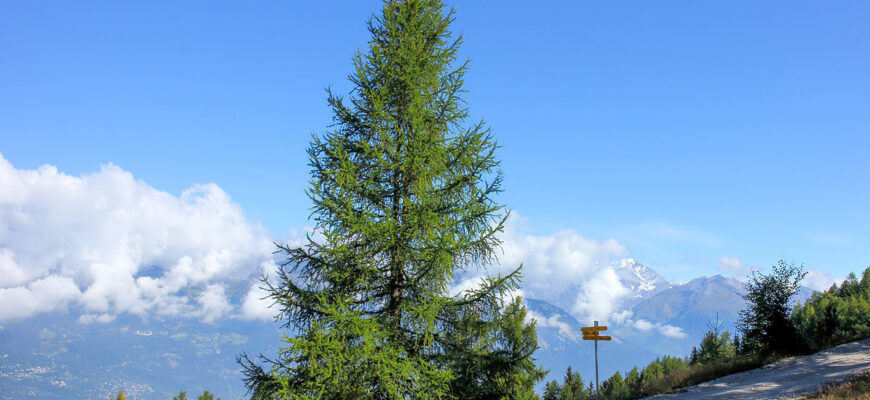 Лиственница сибирская