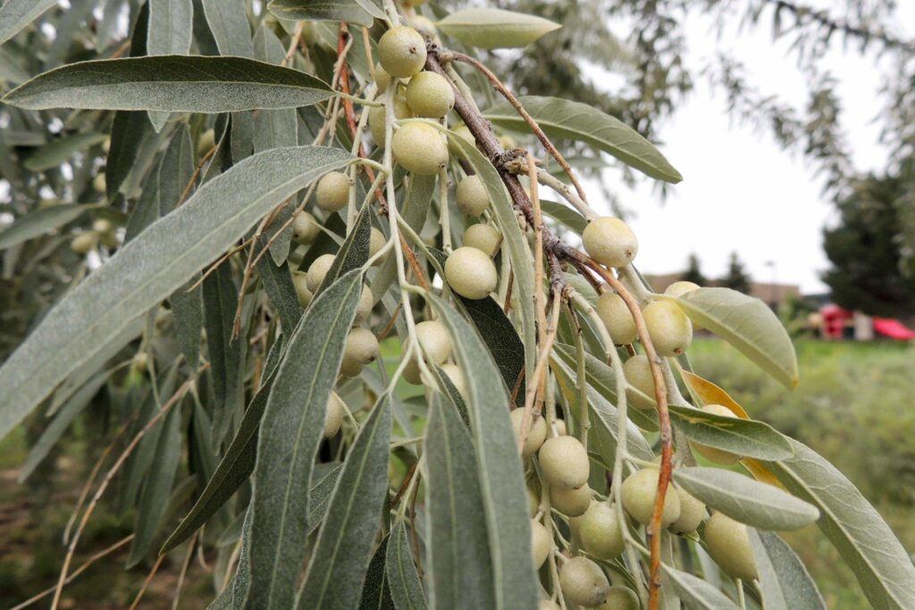 Лох узколистный