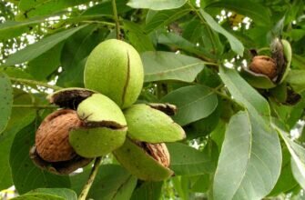 Орех грецкий