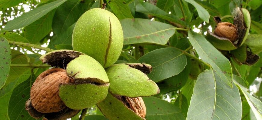 Орех грецкий