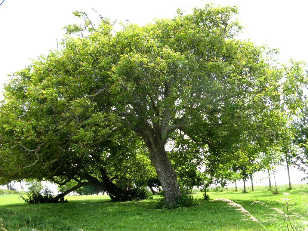 Орех грецкий