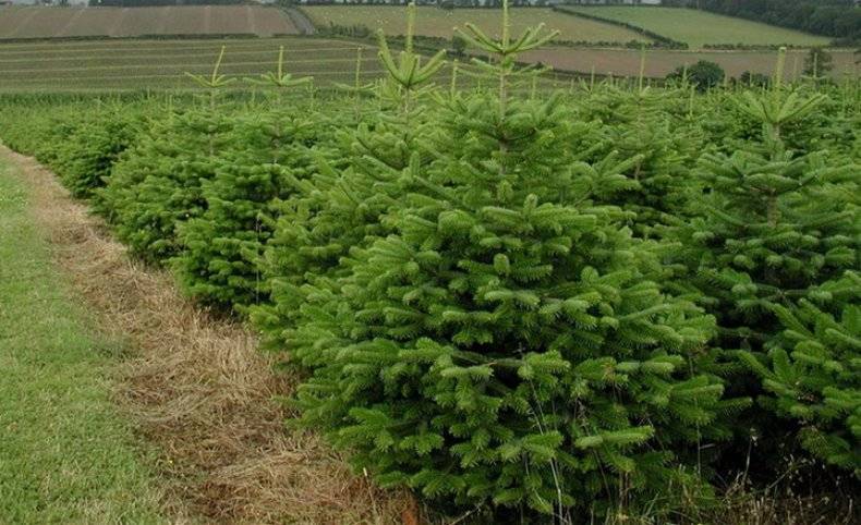 Пихта Нордмана