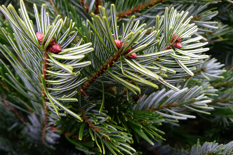 Пихта Нордмана