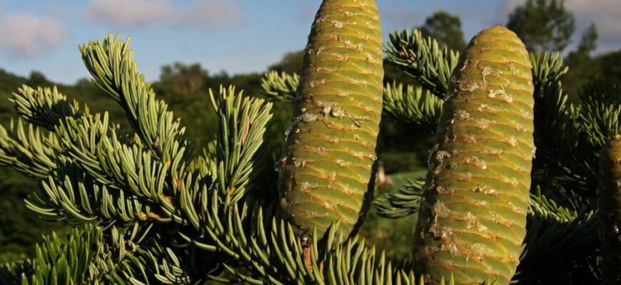 Пихта цельнолистная