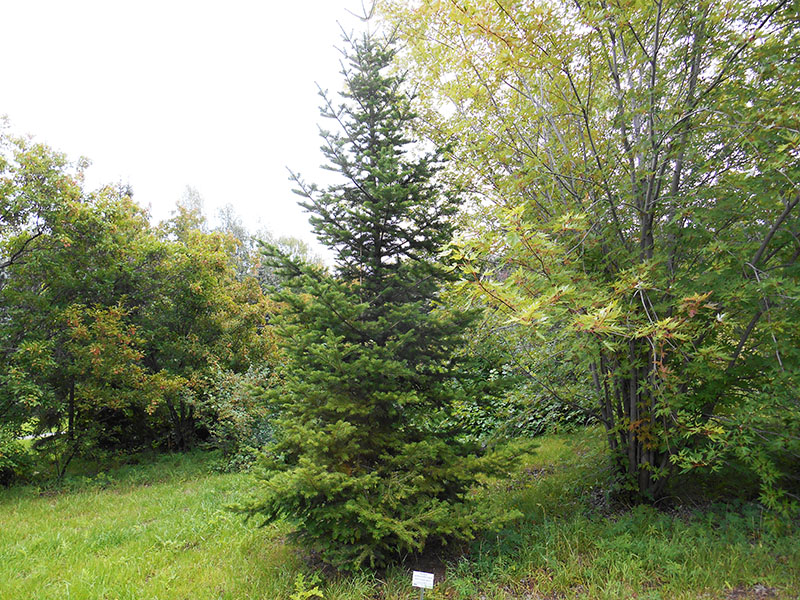 Пихта цельнолистная