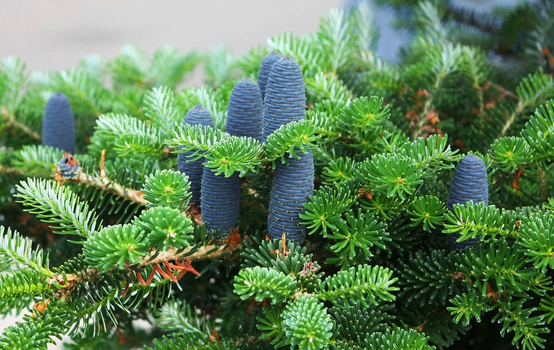 Пихта грациозная