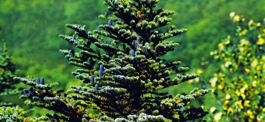 Пихта грациозная