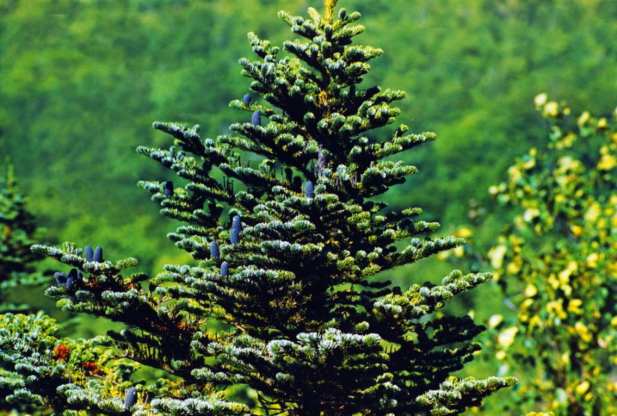 Пихта грациозная